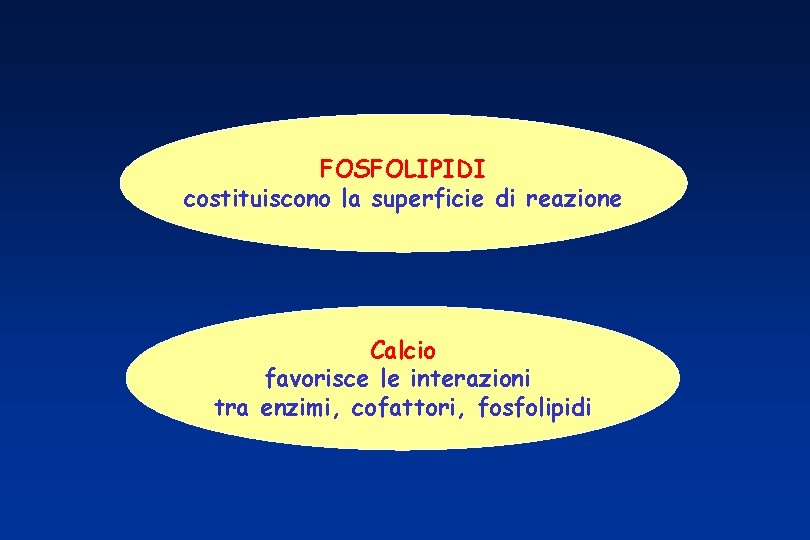 FOSFOLIPIDI costituiscono la superficie di reazione Calcio favorisce le interazioni tra enzimi, cofattori, fosfolipidi