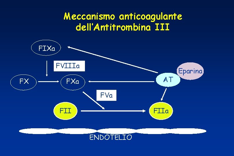 Meccanismo anticoagulante dell’Antitrombina III FIXa FVIIIa FX AT FXa FVa FIIa ENDOTELIO Eparina 