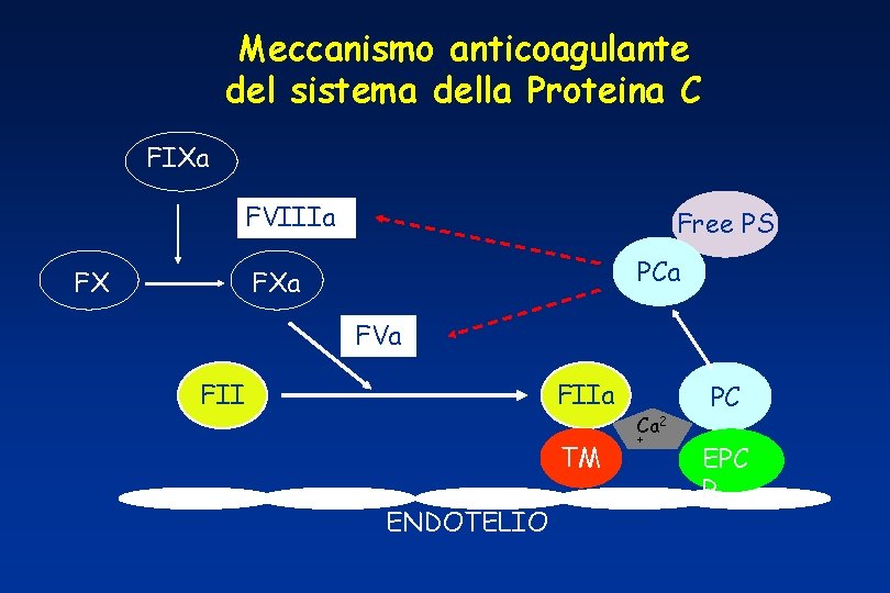 Meccanismo anticoagulante del sistema della Proteina C FIXa FVIIIa FX Free PS PCa FXa