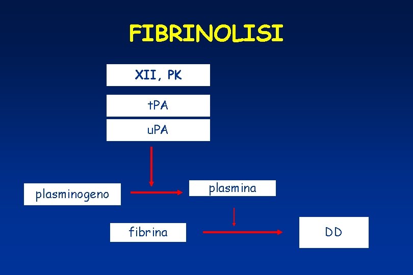 FIBRINOLISI XII, PK t. PA u. PA plasmina plasminogeno fibrina DD 