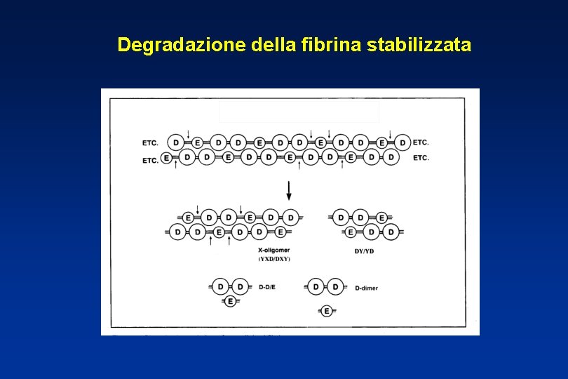 Degradazione della fibrina stabilizzata 