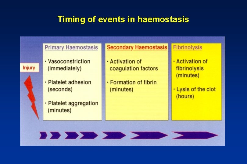 Timing of events in haemostasis 