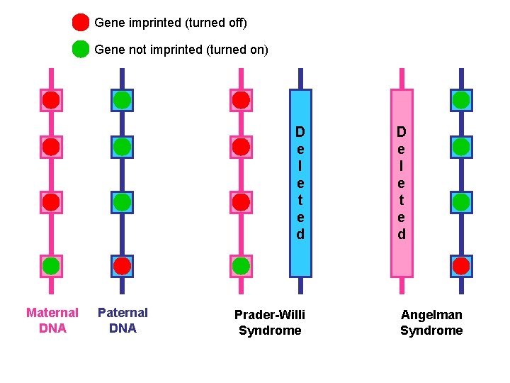 Gene imprinted (turned off) Gene not imprinted (turned on) D e l e t