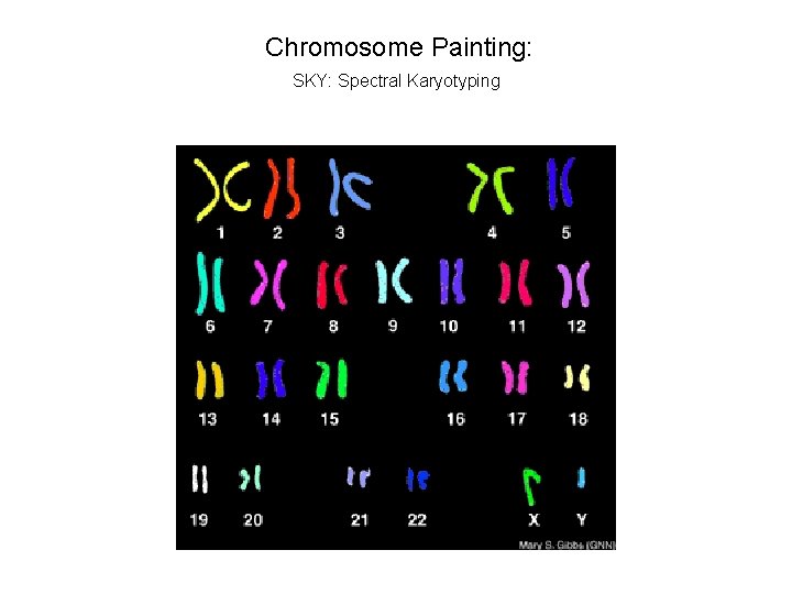 Chromosome Painting: SKY: Spectral Karyotyping 