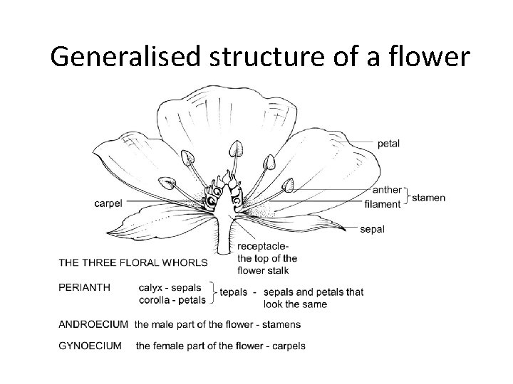 Generalised structure of a flower 
