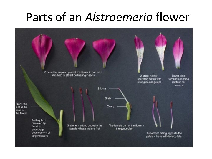 Parts of an Alstroemeria flower 