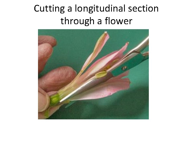 Cutting a longitudinal section through a flower 