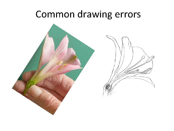 Common drawing errors 