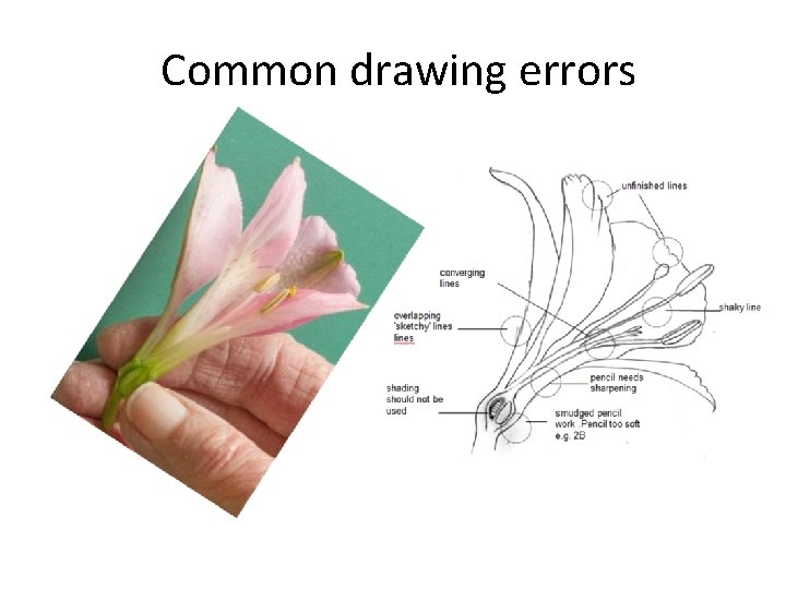 Common drawing errors 