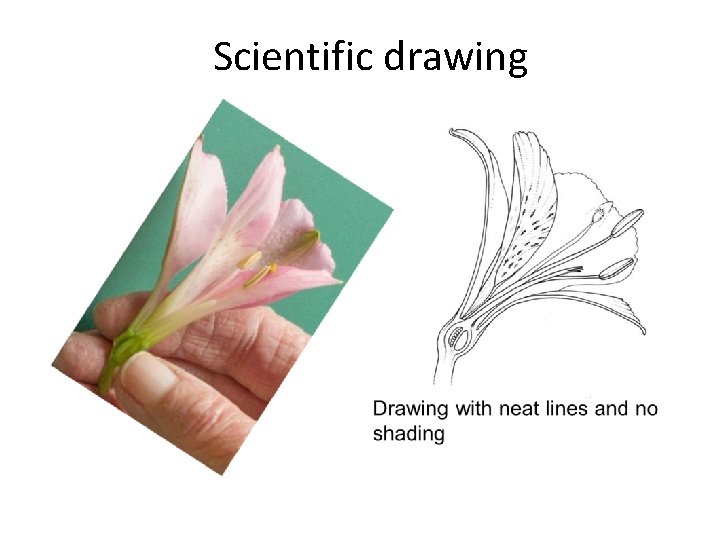  Scientific drawing 