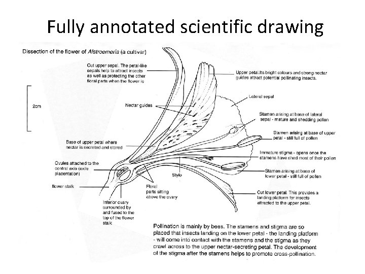 Fully annotated scientific drawing 
