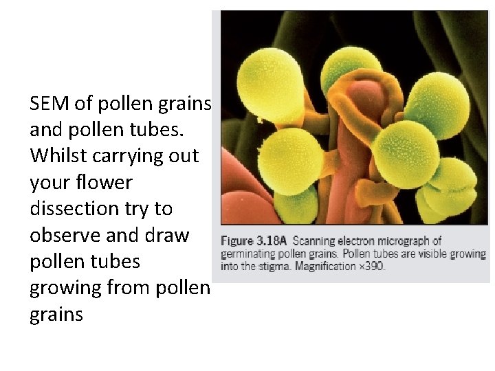 SEM of pollen grains and pollen tubes. Whilst carrying out your flower dissection try