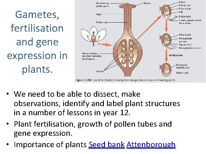 Gametes, fertilisation and gene expression in plants. • We need to be able to