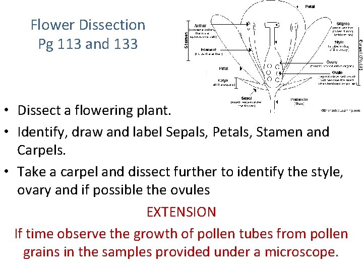 Flower Dissection Pg 113 and 133 • Dissect a flowering plant. • Identify, draw