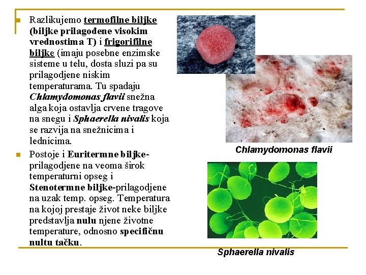 n n Razlikujemo termofilne biljke (biljke prilagođene visokim vrednostima T) i frigorifilne biljke (imaju