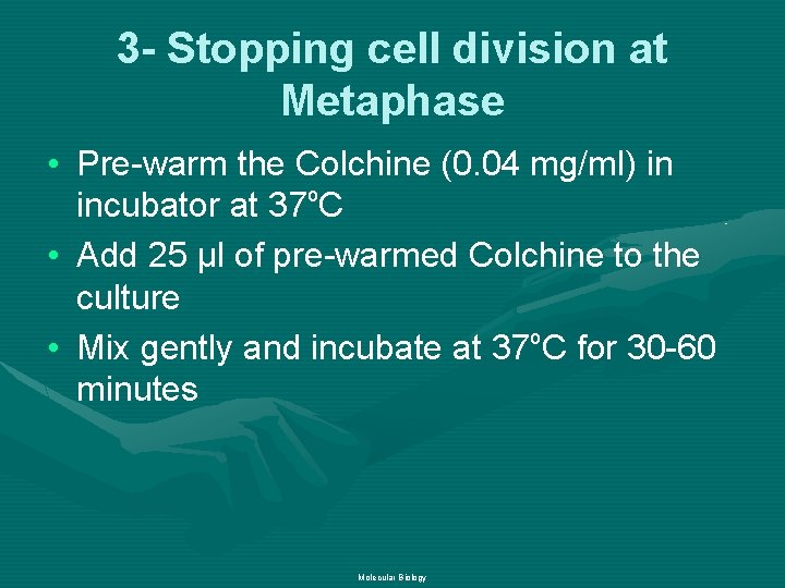 3 - Stopping cell division at Metaphase • Pre-warm the Colchine (0. 04 mg/ml)