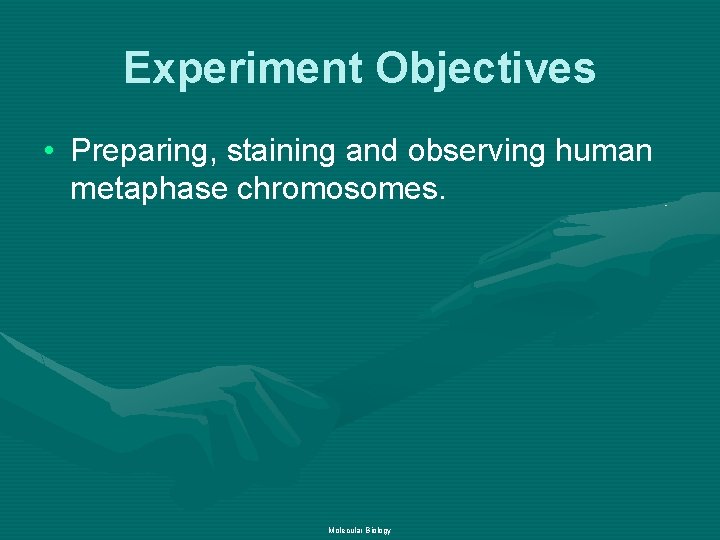 Experiment Objectives • Preparing, staining and observing human metaphase chromosomes. Molecular Biology 