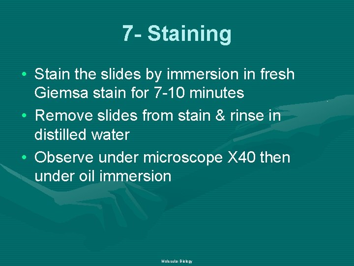 7 - Staining • Stain the slides by immersion in fresh Giemsa stain for
