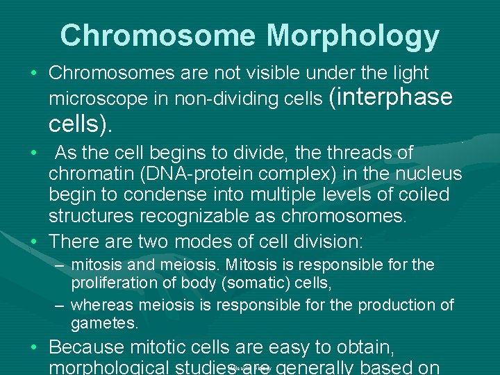 Chromosome Morphology • Chromosomes are not visible under the light microscope in non-dividing cells