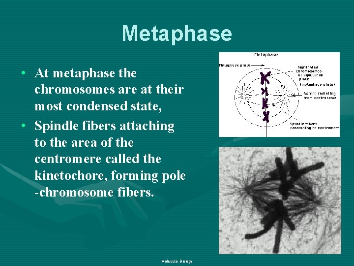 Metaphase • At metaphase the chromosomes are at their most condensed state, • Spindle