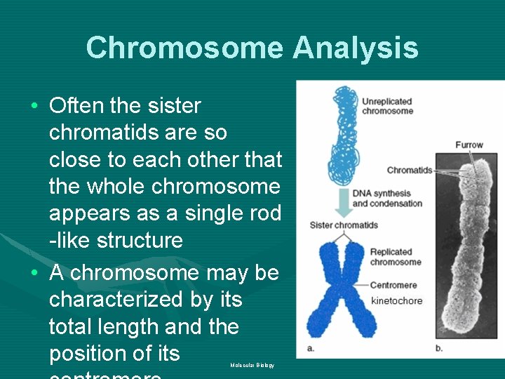 Chromosome Analysis • Often the sister chromatids are so close to each other that