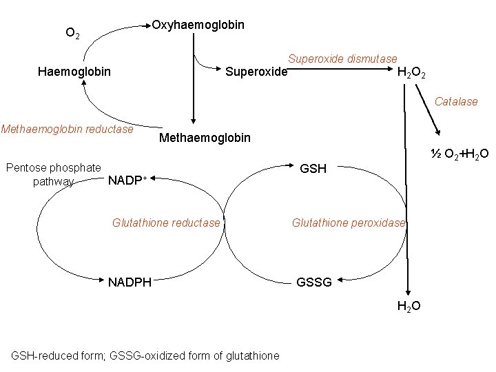 Oxyhaemoglobin O 2 Superoxide dismutase Haemoglobin Superoxide H 2 O 2 Catalase Methaemoglobin reductase