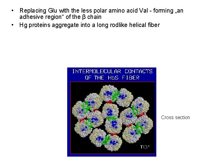  • Replacing Glu with the less polar amino acid Val - forming „an