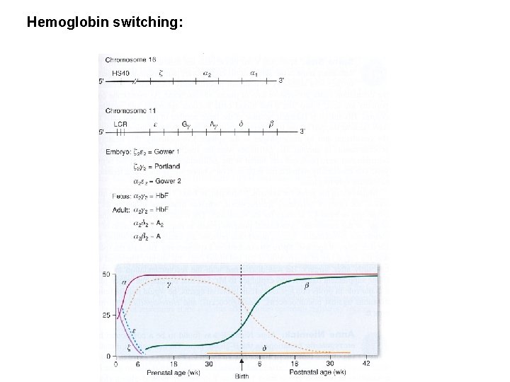 Hemoglobin switching: 