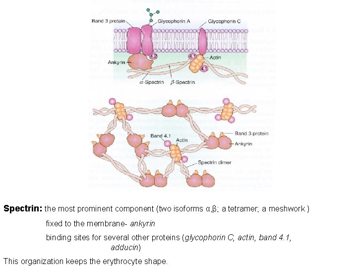 Spectrin: the most prominent component (two isoforms α, β; a tetramer; a meshwork )