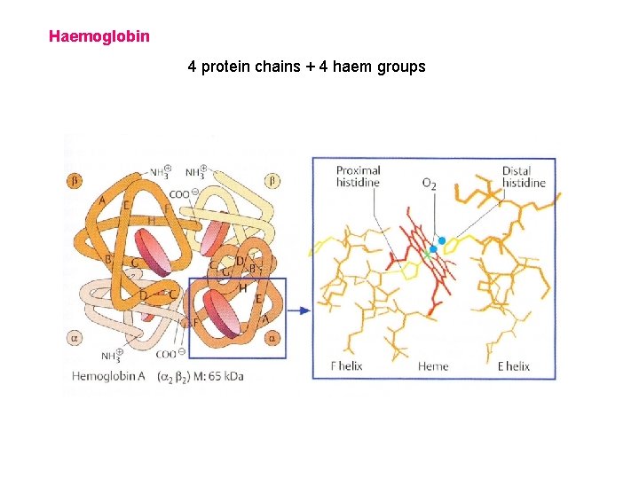 Haemoglobin 4 protein chains + 4 haem groups 