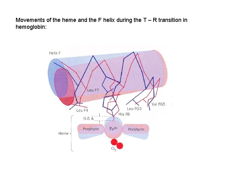 Movements of the heme and the F helix during the T – R transition