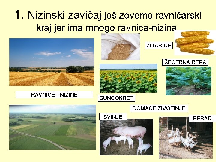 1. Nizinski zavičaj-još zovemo ravničarski kraj jer ima mnogo ravnica-nizina. ŽITARICE ŠEĆERNA REPA RAVNICE