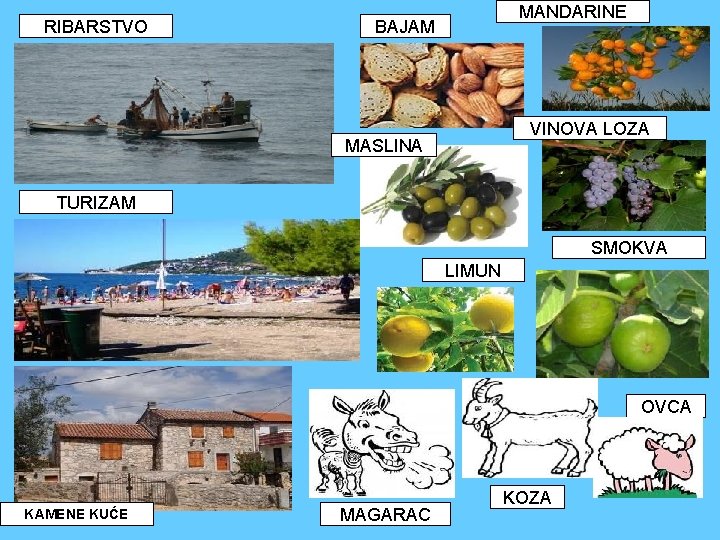 RIBARSTVO MANDARINE BAJAM VINOVA LOZA MASLINA TURIZAM SMOKVA LIMUN OVCA KAMENE KUĆE MAGARAC KOZA