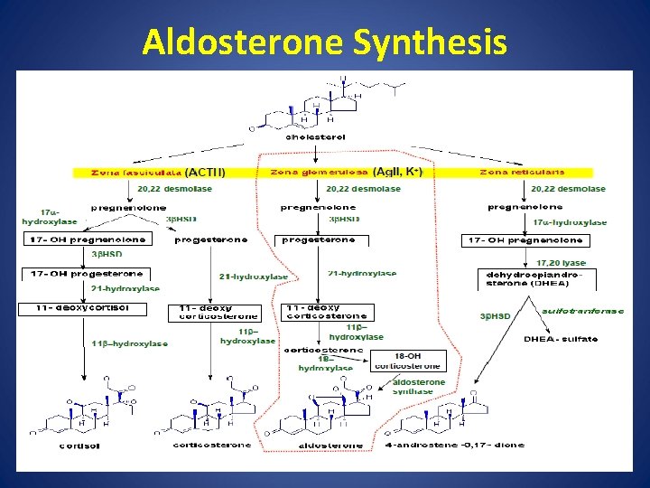 Aldosterone Synthesis • Aldosterone, produced in the ZONA GLOMERULOSA, is synthesized and released mainly