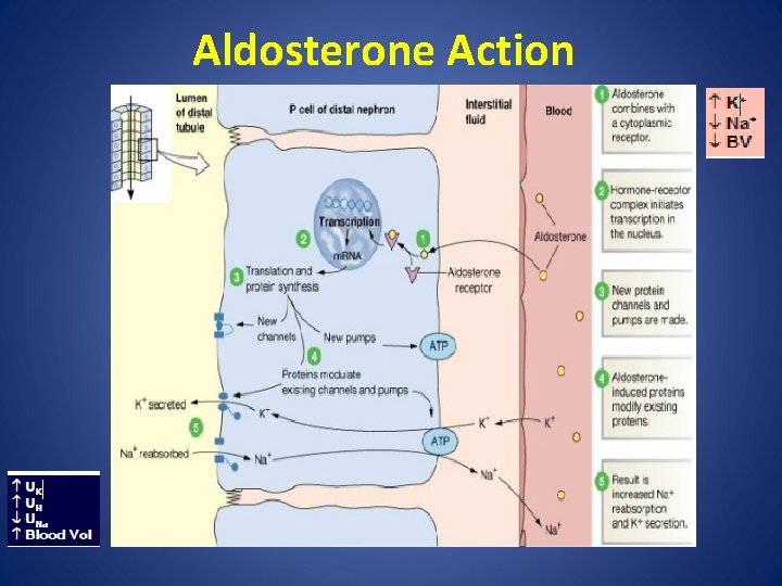Aldosterone Action 