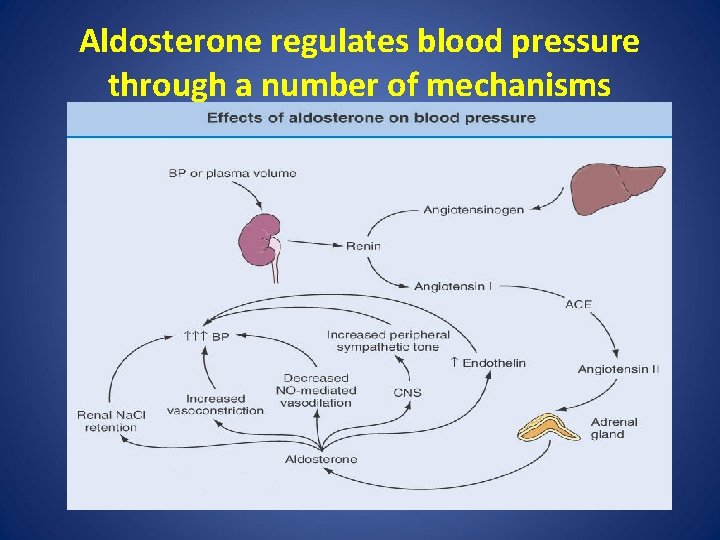 Aldosterone regulates blood pressure through a number of mechanisms 