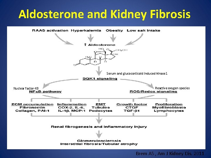 Aldosterone and Kidney Fibrosis Serum and glucocorticoid induced kinase 1 Nuclear factor-KB Reactive oxygen