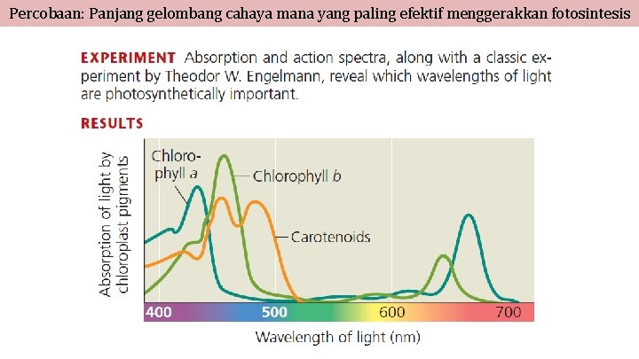 Percobaan: Panjang gelombang cahaya mana yang paling efektif menggerakkan fotosintesis 