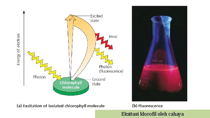 Eksitasi klorofil oleh cahaya 