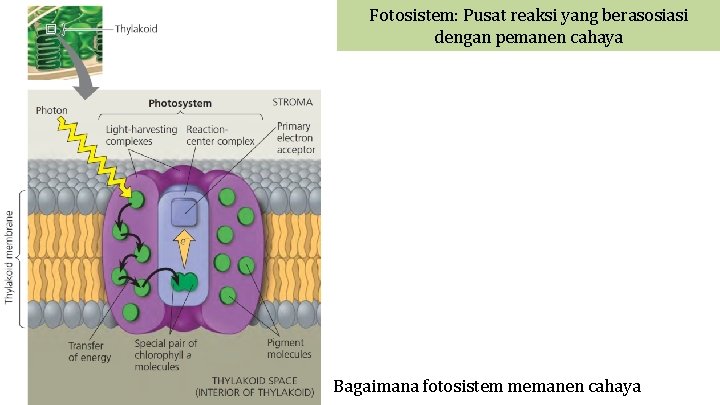 Fotosistem: Pusat reaksi yang berasosiasi dengan pemanen cahaya Bagaimana fotosistem memanen cahaya 