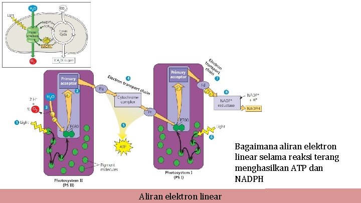 Bagaimana aliran elektron linear selama reaksi terang menghasilkan ATP dan NADPH Aliran elektron linear