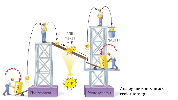 Analogi mekanis untuk reaksi terang 