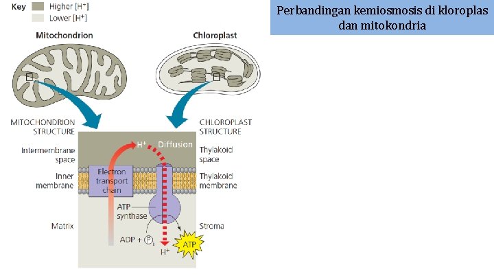 Perbandingan kemiosmosis di kloroplas dan mitokondria 