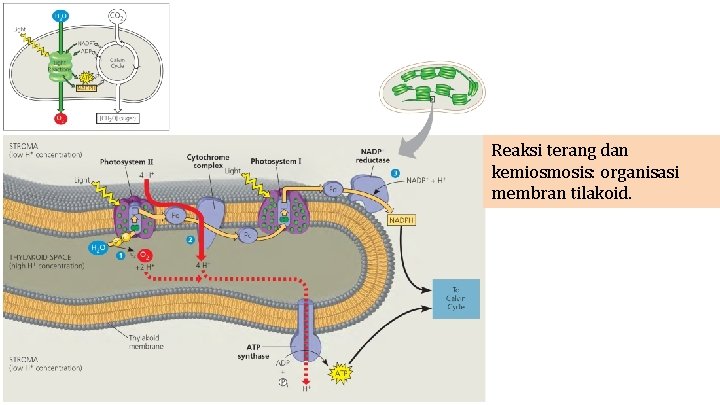 Reaksi terang dan kemiosmosis: organisasi membran tilakoid. 