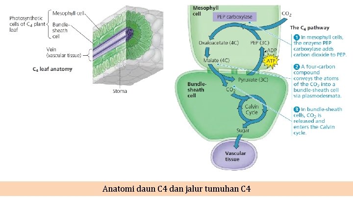 Anatomi daun C 4 dan jalur tumuhan C 4 