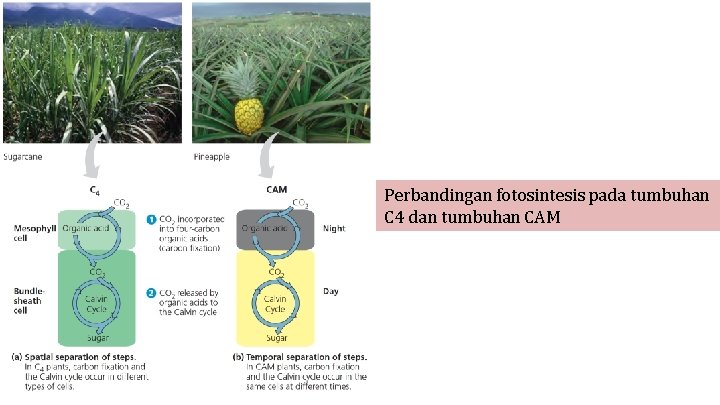 Perbandingan fotosintesis pada tumbuhan C 4 dan tumbuhan CAM 