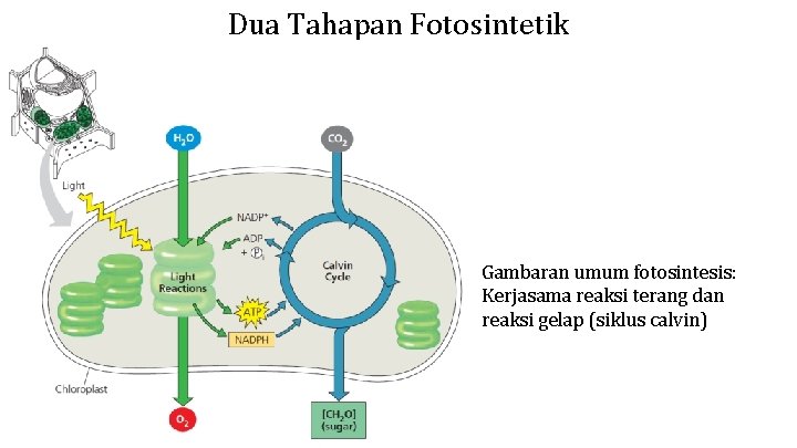 Dua Tahapan Fotosintetik Gambaran umum fotosintesis: Kerjasama reaksi terang dan reaksi gelap (siklus calvin)