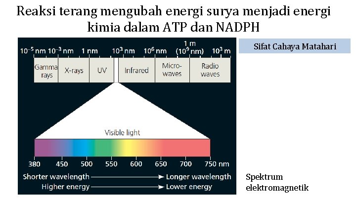 Reaksi terang mengubah energi surya menjadi energi kimia dalam ATP dan NADPH Sifat Cahaya