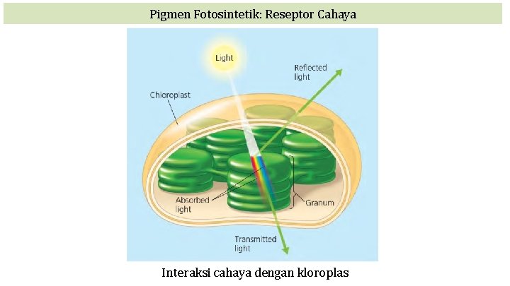Pigmen Fotosintetik: Reseptor Cahaya Interaksi cahaya dengan kloroplas 