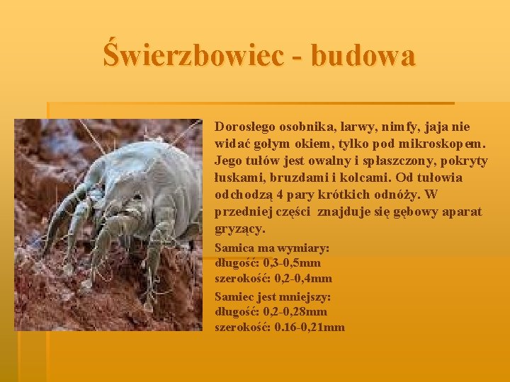 Świerzbowiec - budowa § Dorosłego osobnika, larwy, nimfy, jaja nie widać gołym okiem, tylko